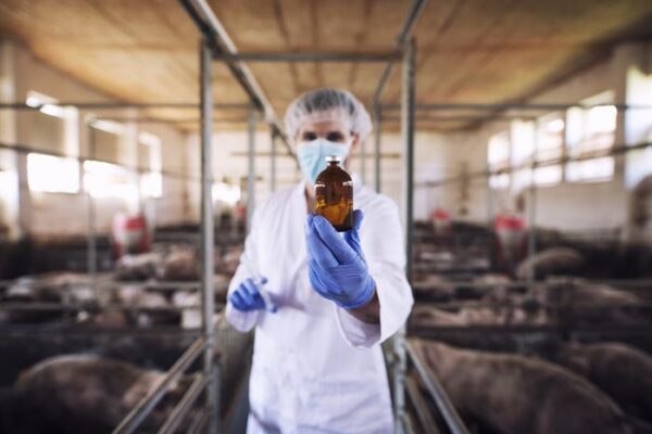 Veterinarian in protective clothes holding bottle with medicine at pig farm.